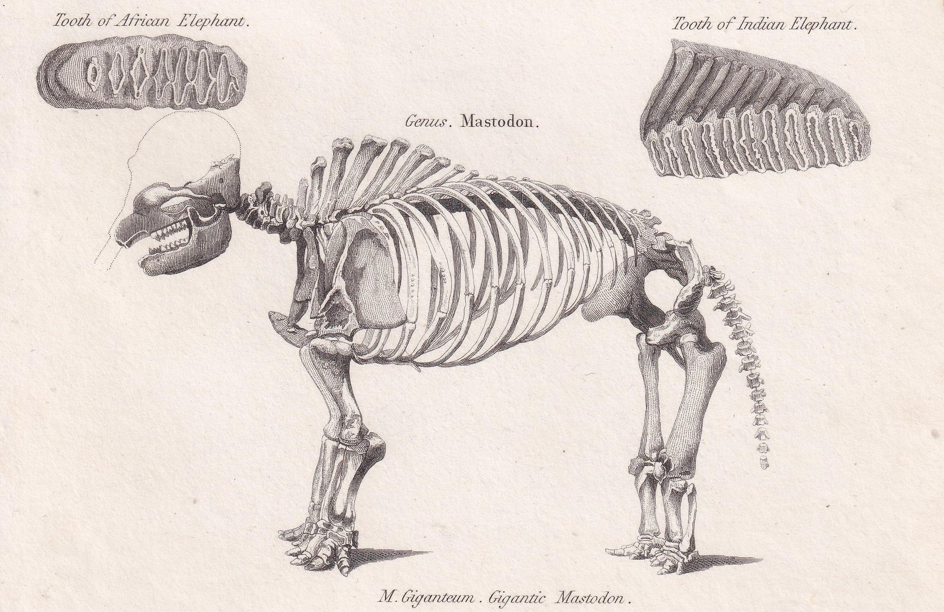 Rare! 1824 ELEPHANT & MASTODON SKELETON Print - Original Antique Copper Engraving - Animal Wall Art Gift - 8.25 x 10.8 Inches
