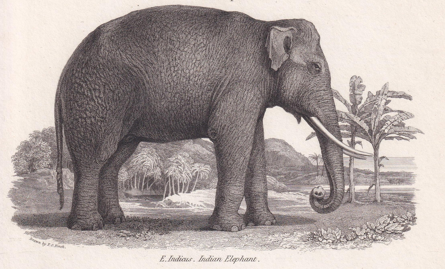 Rare! 1824 ELEPHANT & MASTODON SKELETON Print - Original Antique Copper Engraving - Animal Wall Art Gift - 8.25 x 10.8 Inches