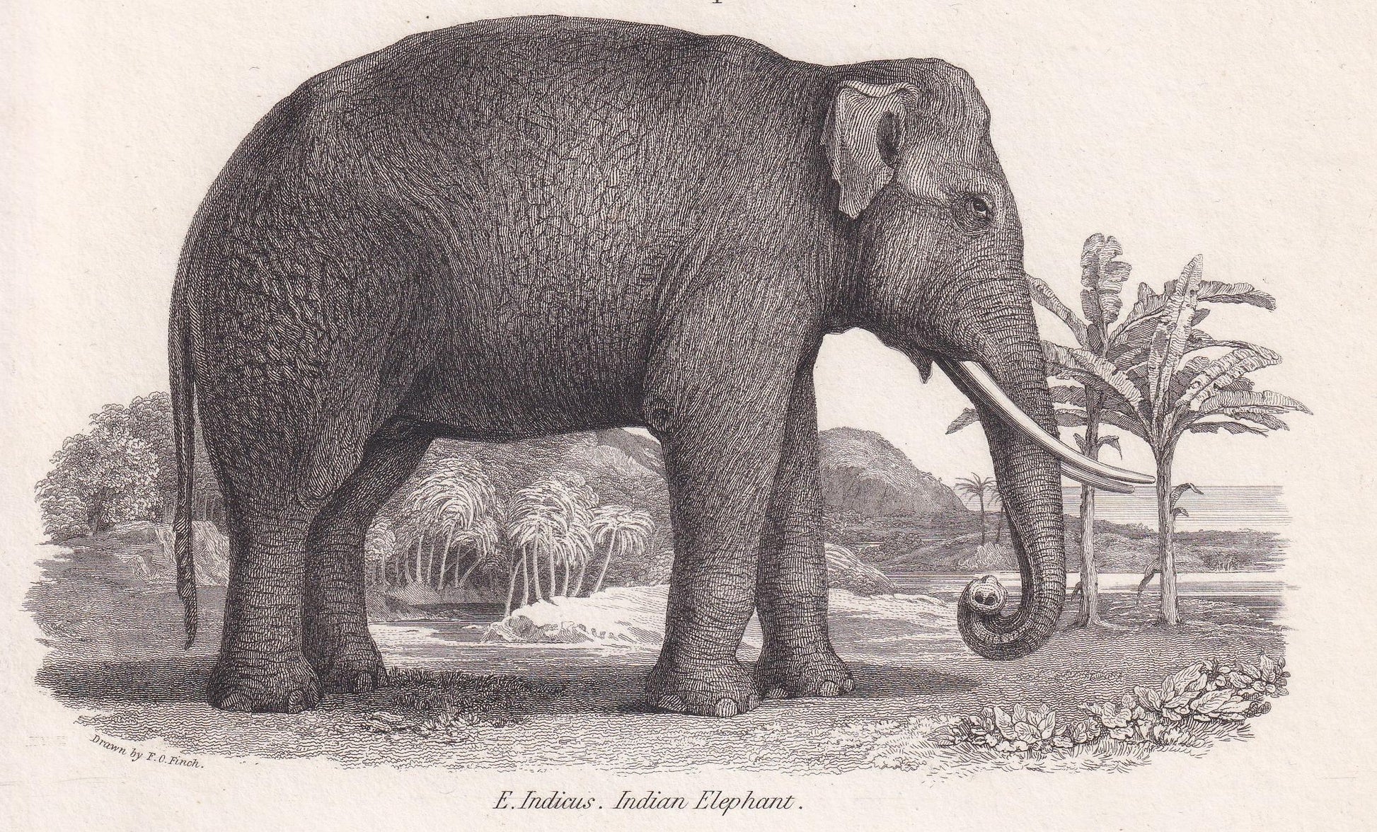 Rare! 1824 ELEPHANT & MASTODON SKELETON Print - Original Antique Copper Engraving - Animal Wall Art Gift - 8.25 x 10.8 Inches