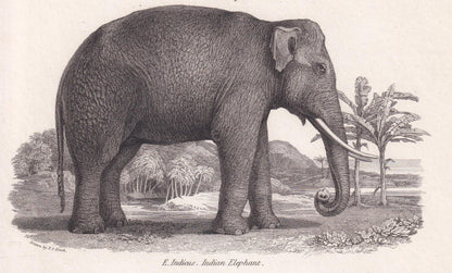 Rare! 1824 ELEPHANT & MASTODON SKELETON Print - Original Antique Copper Engraving - Animal Wall Art Gift - 8.25 x 10.8 Inches