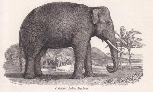 Rare! 1824 ELEPHANT & MASTODON SKELETON Print - Original Antique Copper Engraving - Animal Wall Art Gift - 8.25 x 10.8 Inches