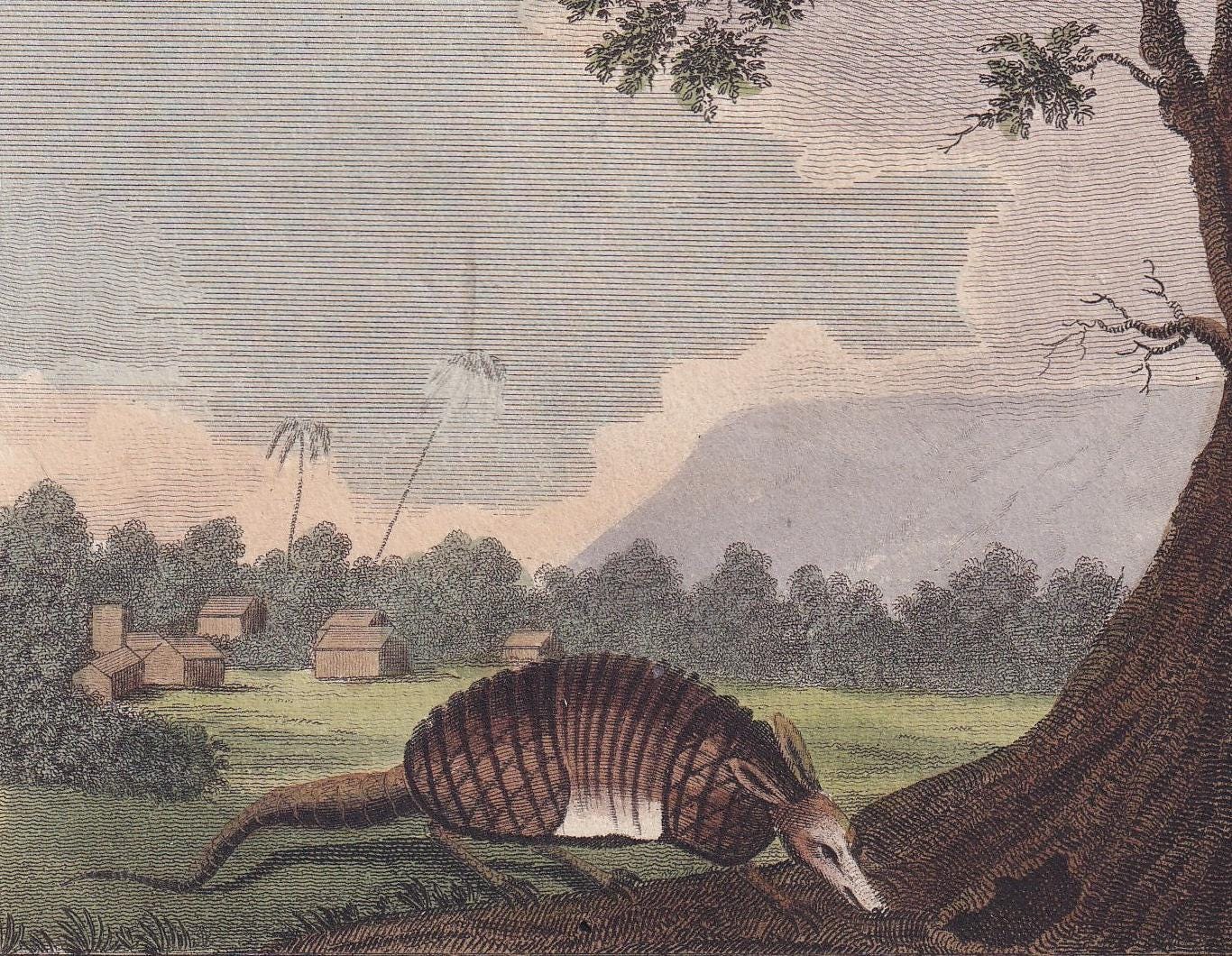 Rare! 1796 ARMADILLO & PORCUPINE Print - Original Antique Hand-Coloured Copper Engraving - Animal Wall Art - Gift Decor - 8 x