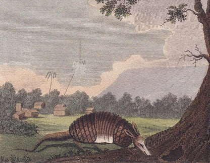 Rare! 1796 ARMADILLO & PORCUPINE Print - Original Antique Hand-Coloured Copper Engraving - Animal Wall Art - Gift Decor - 8 x