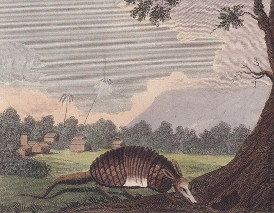 Rare! 1796 ARMADILLO & PORCUPINE Print - Original Antique Hand-Coloured Copper Engraving - Animal Wall Art - Gift Decor - 8 x