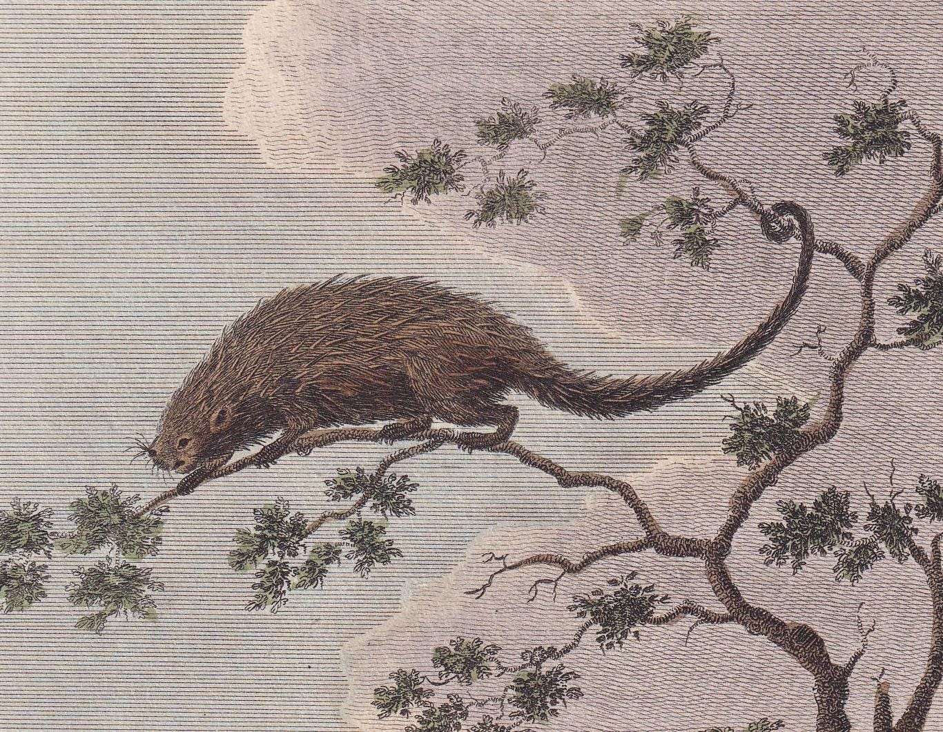 Rare! 1796 ARMADILLO & PORCUPINE Print - Original Antique Hand-Coloured Copper Engraving - Animal Wall Art - Gift Decor - 8 x 10.5 Inches