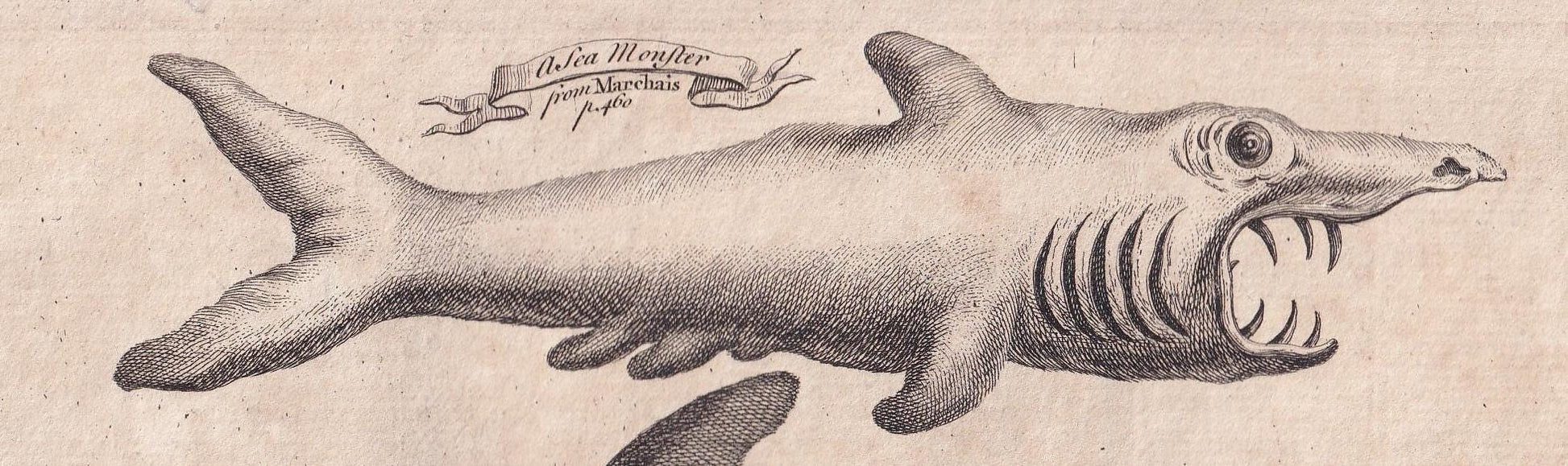 Rare! 1745 BASKING SHARK, DOLPHIN, & Beaked Whale Print - Original Antique Copper Engraving - Ocean Wall Art - Sea Decor - 10