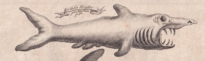 Rare! 1745 BASKING SHARK, DOLPHIN, & Beaked Whale Print - Original Antique Copper Engraving - Ocean Wall Art - Sea Decor - 10