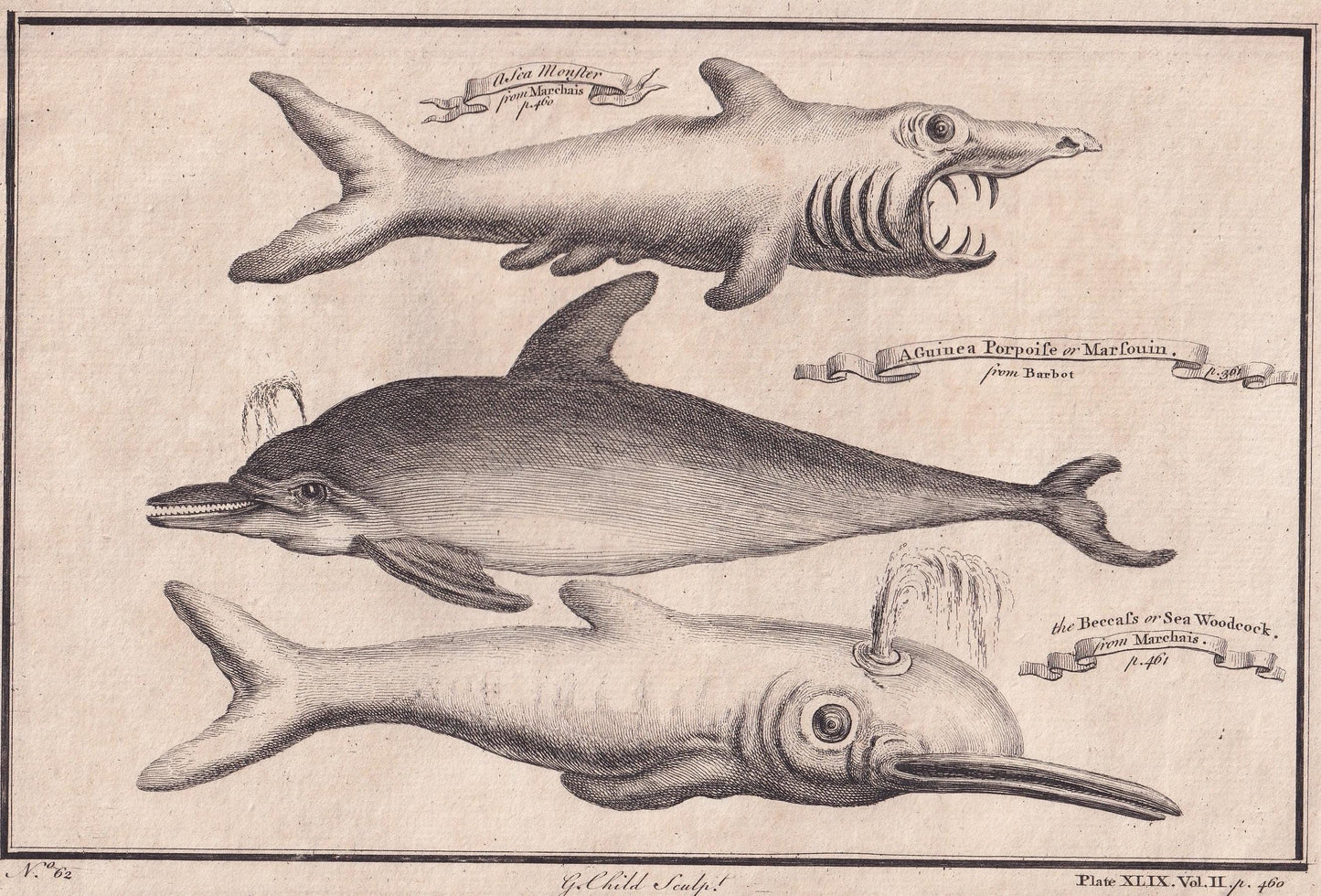 Rare! 1745 BASKING SHARK, DOLPHIN, & Beaked Whale Print - Original Antique Copper Engraving - Ocean Wall Art - Sea Decor - 10