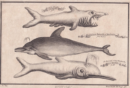 Rare! 1745 BASKING SHARK, DOLPHIN, & Beaked Whale Print - Original Antique Copper Engraving - Ocean Wall Art - Sea Decor - 10