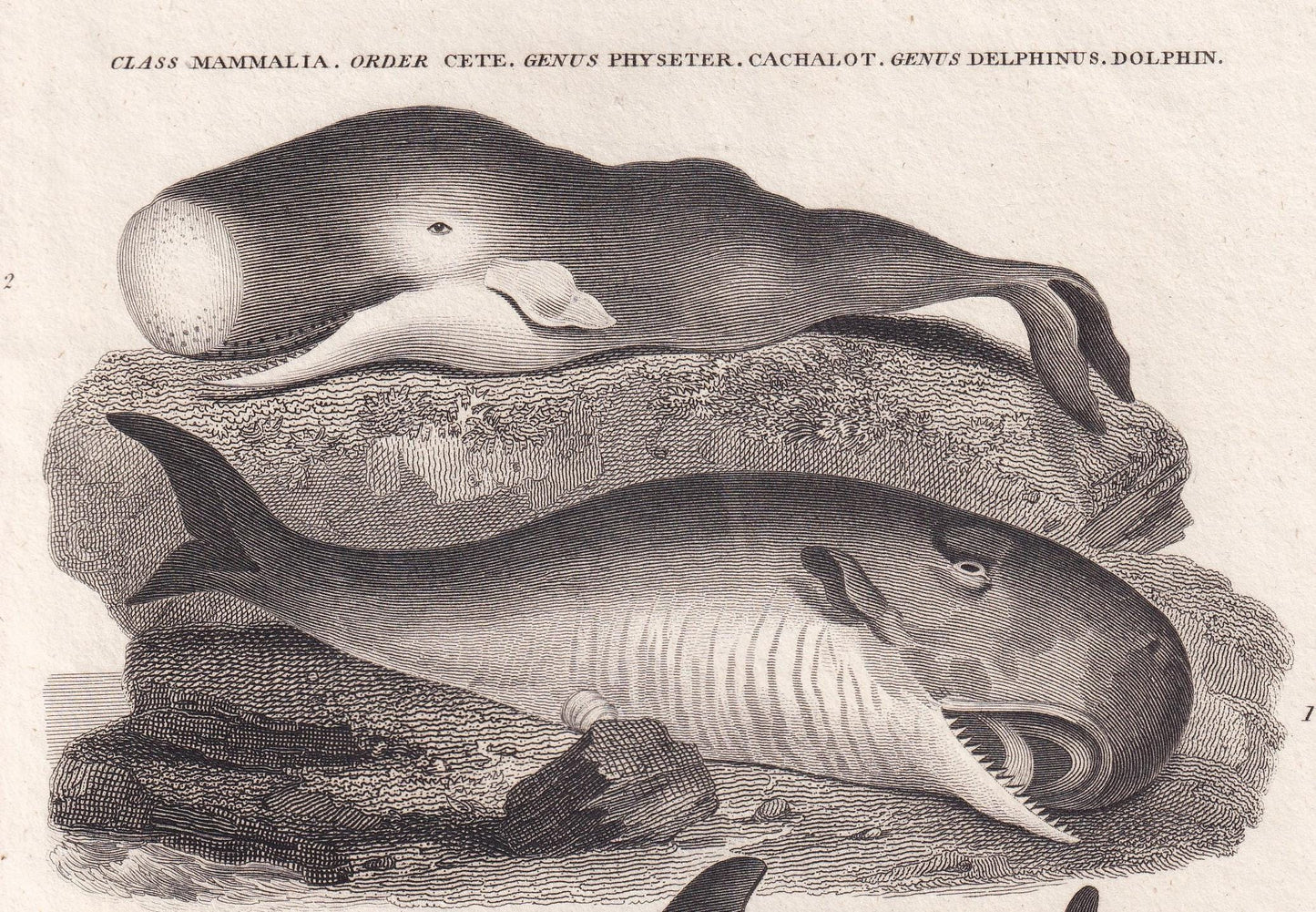 Rare! 1811 SPERM WHALE, PORPOISE, & Dolphin Print - Original Antique Copper Engraving - Ocean Wall Art Decor - Gift - 8.25 x 