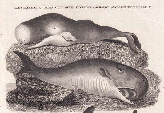 Rare! 1811 SPERM WHALE, PORPOISE, & Dolphin Print - Original Antique Copper Engraving - Ocean Wall Art Decor - Gift - 8.25 x 