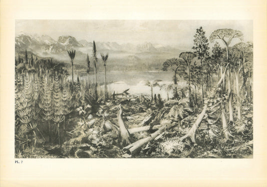 1960 CARBONIFEROUS FOREST Print - Prehistoric Print - Paleoart - Paleontology Print - Dinosaur Print - 63 Years Old - 13.5 x 9.75 Inches