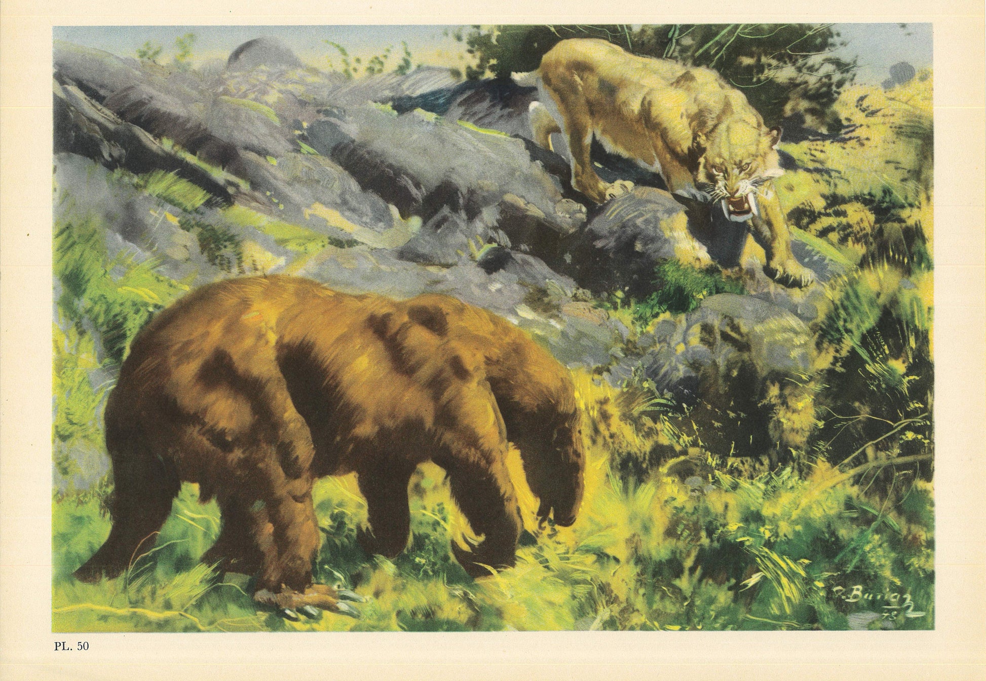 1960 SMILODON vs NOTHROTHERIUM Print - Prehistoric Animals Print - Paleoart - Sabre-Toothed Tiger - 63 Years Old - 13.5 x 9.75 Inches