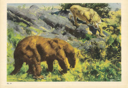 1960 SMILODON vs NOTHROTHERIUM Print - Prehistoric Animals Print - Paleoart - Sabre-Toothed Tiger - 63 Years Old - 13.5 x 9.75 Inches