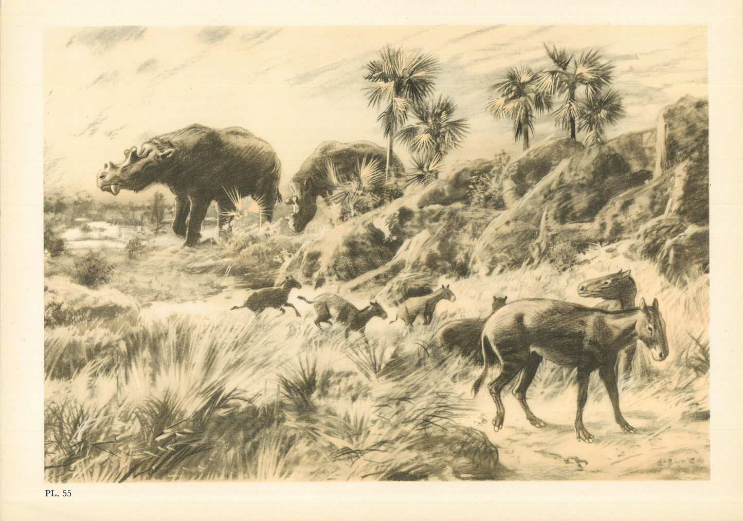 1960 OROHIPPUS Print - Prehistoric Animals Print - Paleoart - Eocene Horse - Eohippus - 63 Years Old - 13.5 x 9.75 Inches