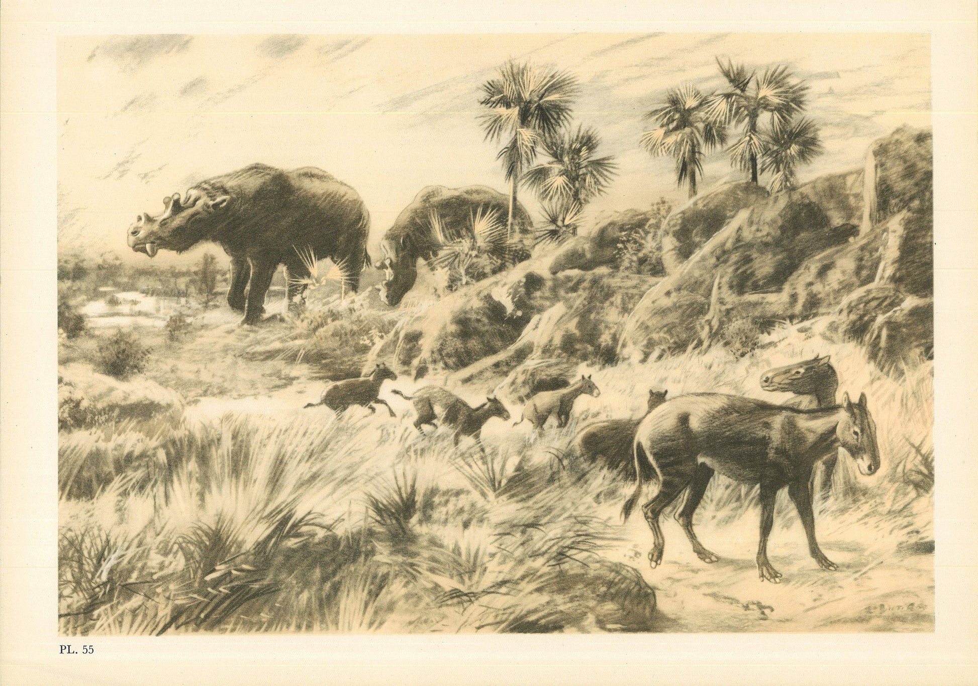 1960 OROHIPPUS Print - Prehistoric Animals Print - Paleoart - Eocene Horse - Eohippus - 63 Years Old - 13.5 x 9.75 Inches