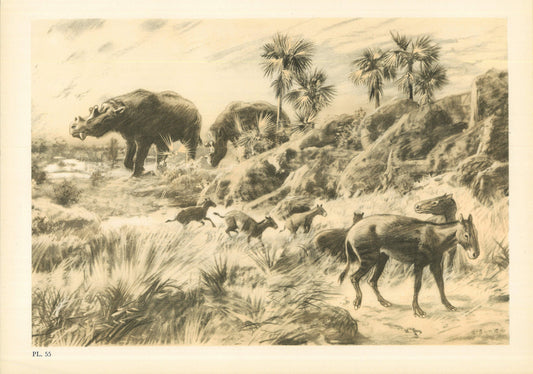 1960 OROHIPPUS Print - Prehistoric Animals Print - Paleoart - Eocene Horse - Eohippus - 63 Years Old - 13.5 x 9.75 Inches