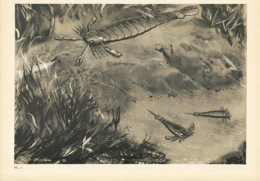1960 SEA SCORPION Print - Prehistoric Animals Print - Paleoart - Paleontology Print - Dinosaur Print - 63 Years Old - 13.5 x 9.75 Inches