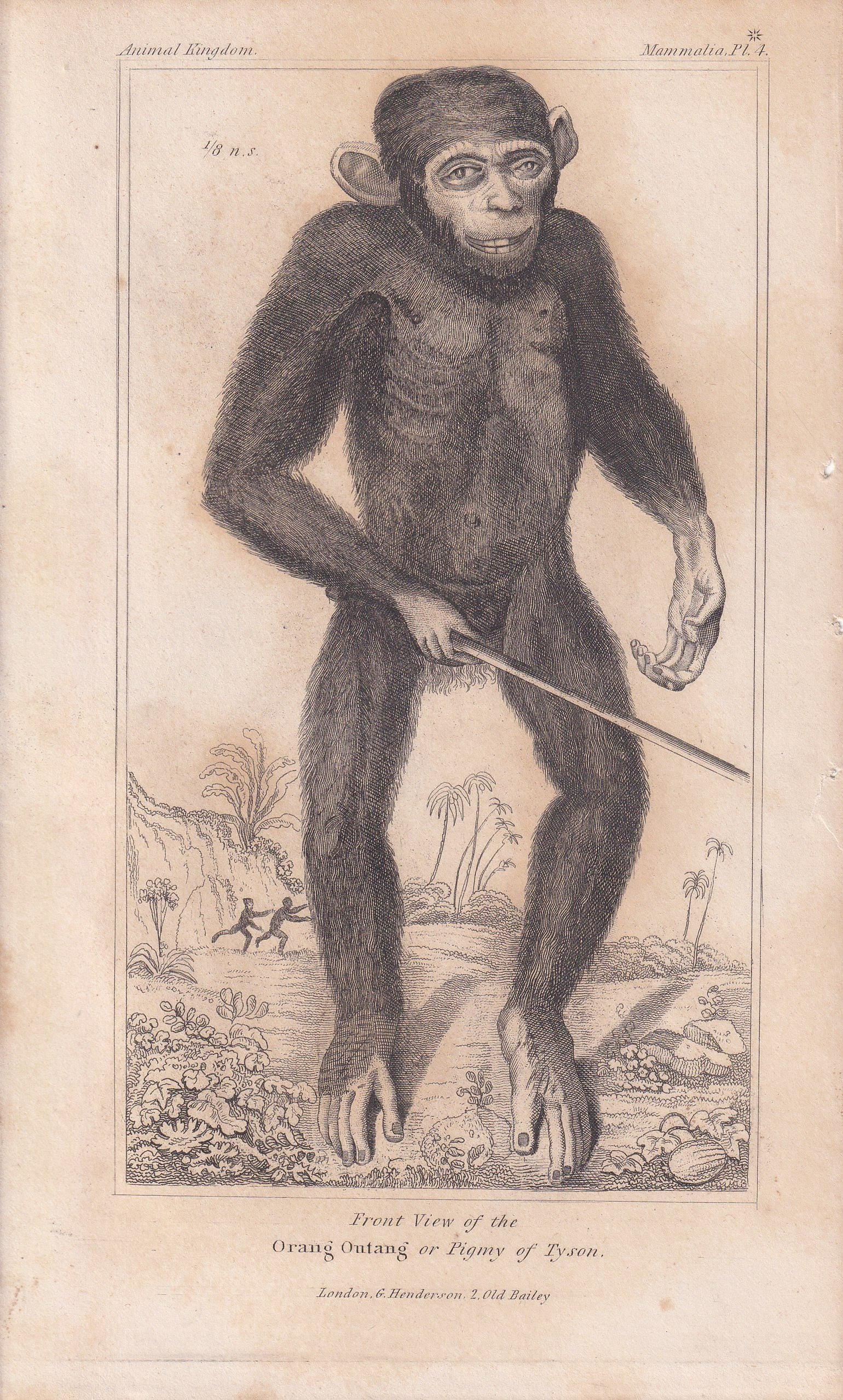 1834 EDWARD TYSON'S ORANGUTAN Prints - Hand-Coloured Antique Print - Cuvier - Animal Wall Art - Monkey Ape - Gift Decor - 5.3 x 8.2 Inches