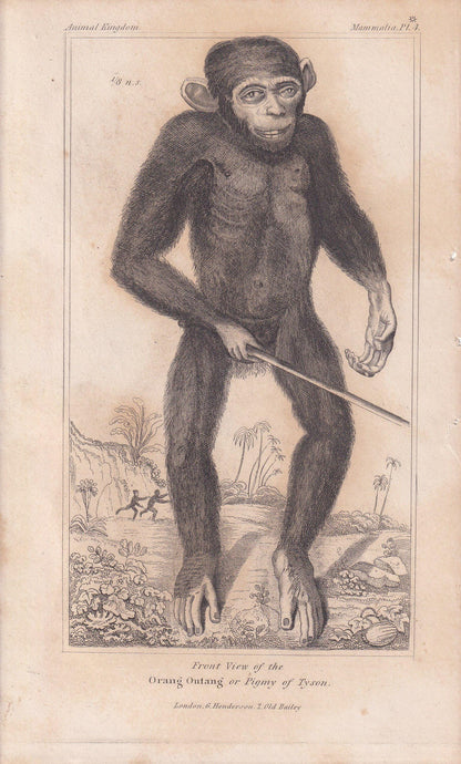 1834 EDWARD TYSON'S ORANGUTAN Prints - Hand-Coloured Antique Print - Cuvier - Animal Wall Art - Monkey Ape - Gift Decor - 5.3 x 8.2 Inches