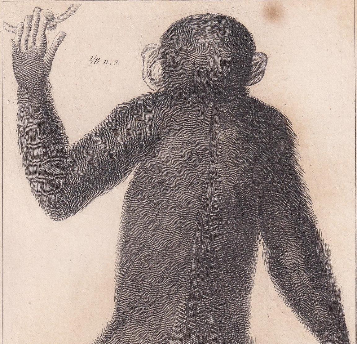 1834 EDWARD TYSON'S ORANGUTAN Prints - Hand-Coloured Antique Print - Cuvier - Animal Wall Art - Monkey Ape - Gift Decor - 5.3 x 8.2 Inches