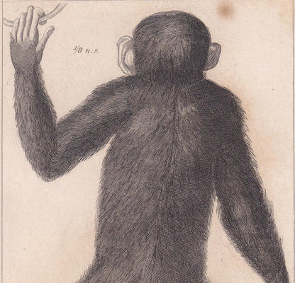 1834 EDWARD TYSON'S ORANGUTAN Prints - Hand-Coloured Antique Print - Cuvier - Animal Wall Art - Monkey Ape - Gift Decor - 5.3 x 8.2 Inches