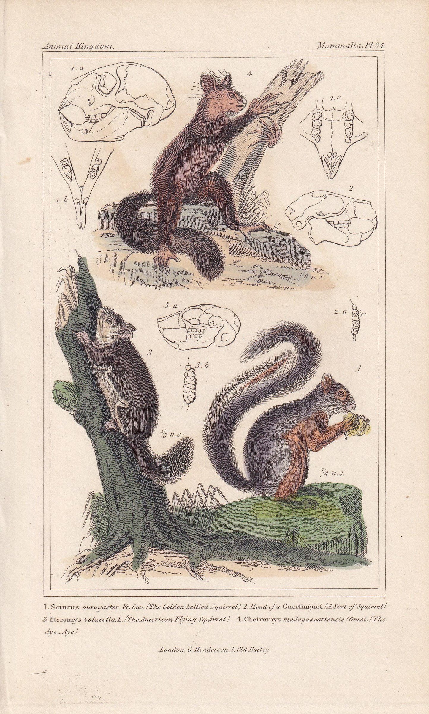 1834 AYE-AYE & SQUIRREL Print - Hand-Coloured Antique Print - Cuvier - Animal Wall Art - Monkey Ape - Gift Decor - 5.3 x 8.2 Inches
