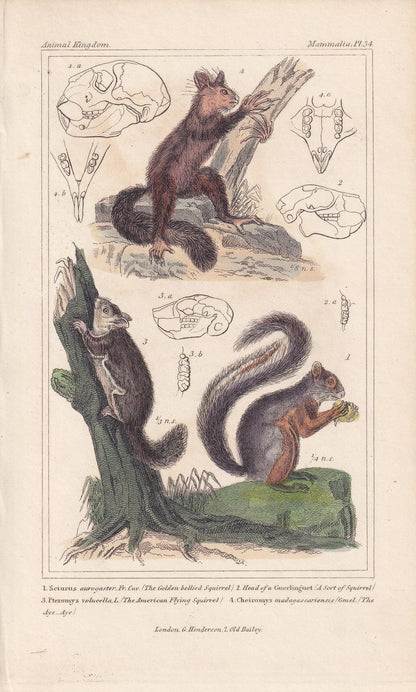 1834 AYE-AYE & SQUIRREL Print - Hand-Coloured Antique Print - Cuvier - Animal Wall Art - Monkey Ape - Gift Decor - 5.3 x 8.2 Inches