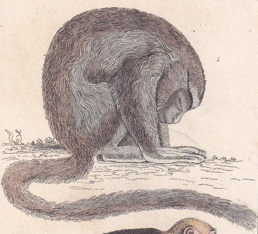 1834 NIGHT MONKEY & Azara's Capuchin Print - Hand-Coloured Antique Print - Cuvier - Animal Wall Art - Gift Decor - Monkey - 5.3 x 8.2 Inches
