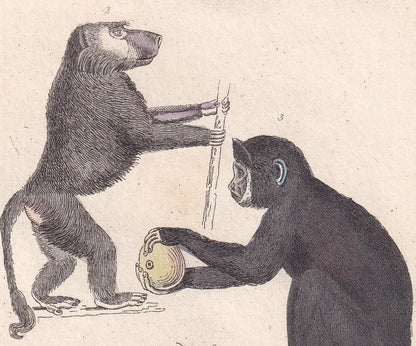 1834 CHACMA BABOON, CAPUCHIN, & Red-Tailed Monkey Print - Hand-Coloured Antique - Cuvier - Animal Wall Art - Gift Decor - 5.3 x 8.2 Inches