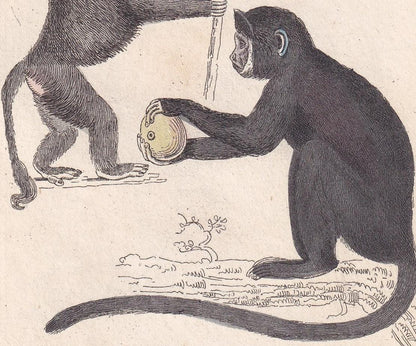 1834 CHACMA BABOON, CAPUCHIN, & Red-Tailed Monkey Print - Hand-Coloured Antique - Cuvier - Animal Wall Art - Gift Decor - 5.3 x 8.2 Inches