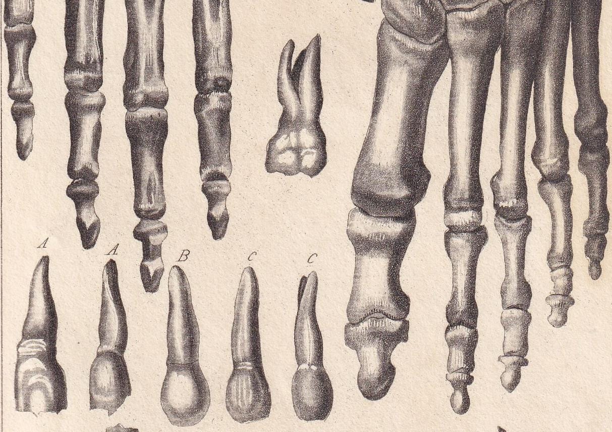 1834 HAND & FOOT BONES Print - Hand-Coloured Antique - Cuvier - Human Anatomy Medicine Wall Art - Orthopaedic Gift Decor - 5.