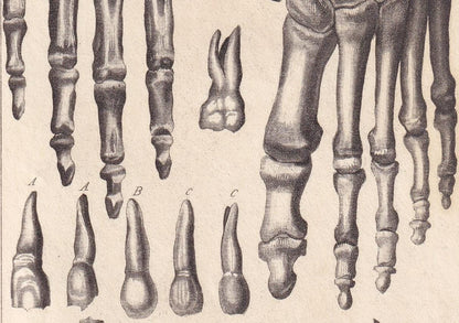 1834 HAND & FOOT BONES Print - Hand-Coloured Antique - Cuvier - Human Anatomy Medicine Wall Art - Orthopaedic Gift Decor - 5.