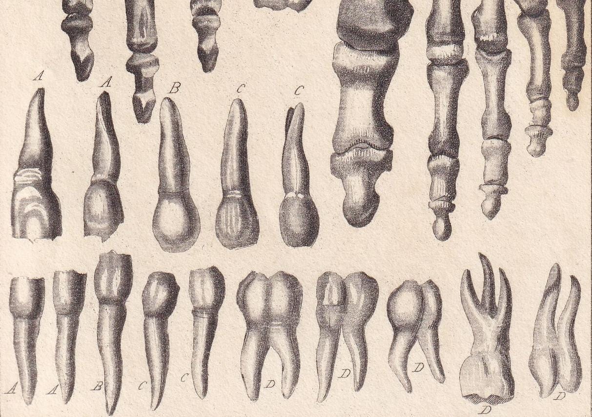 1834 HAND & FOOT BONES Print - Hand-Coloured Antique - Cuvier - Human Anatomy Medicine Wall Art - Orthopaedic Gift Decor - 5.