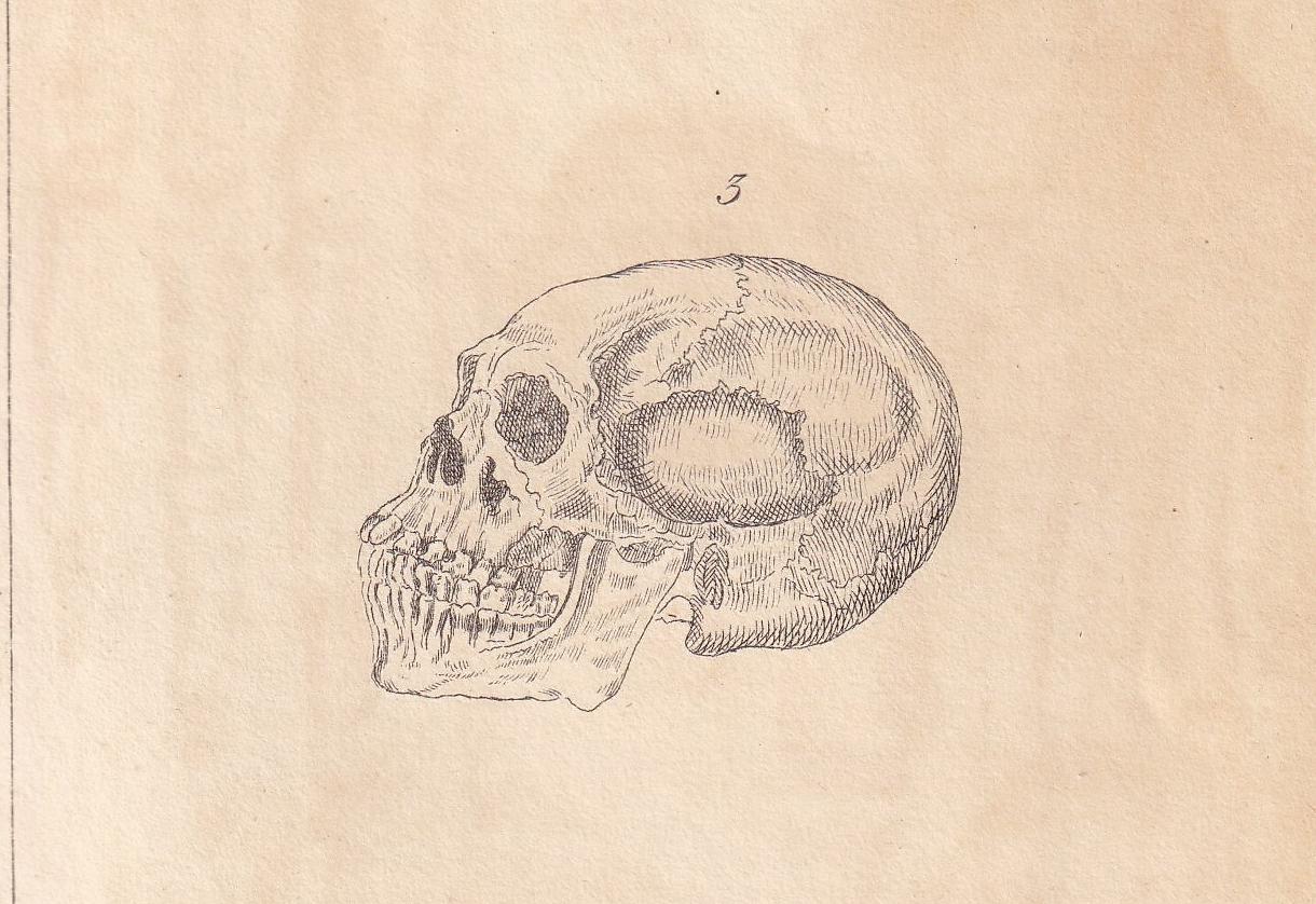 1834 HUMAN SKULLS Print - Hand-Coloured Antique - Cuvier - Anatomy Medicine Wall Art - Orthopaedic Gift Decor - Halloween - 5.3 x 8.2 Inches