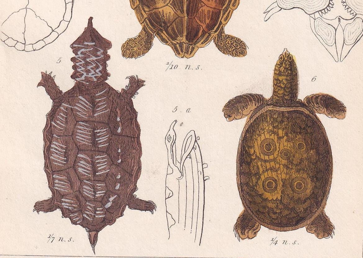 1834 TORTOISE & TURTLE Print - Original Hand-Coloured Antique - Cuvier - Animal Reptile Wall Art - Gift Decor - 5.3 x 8.2 Inc