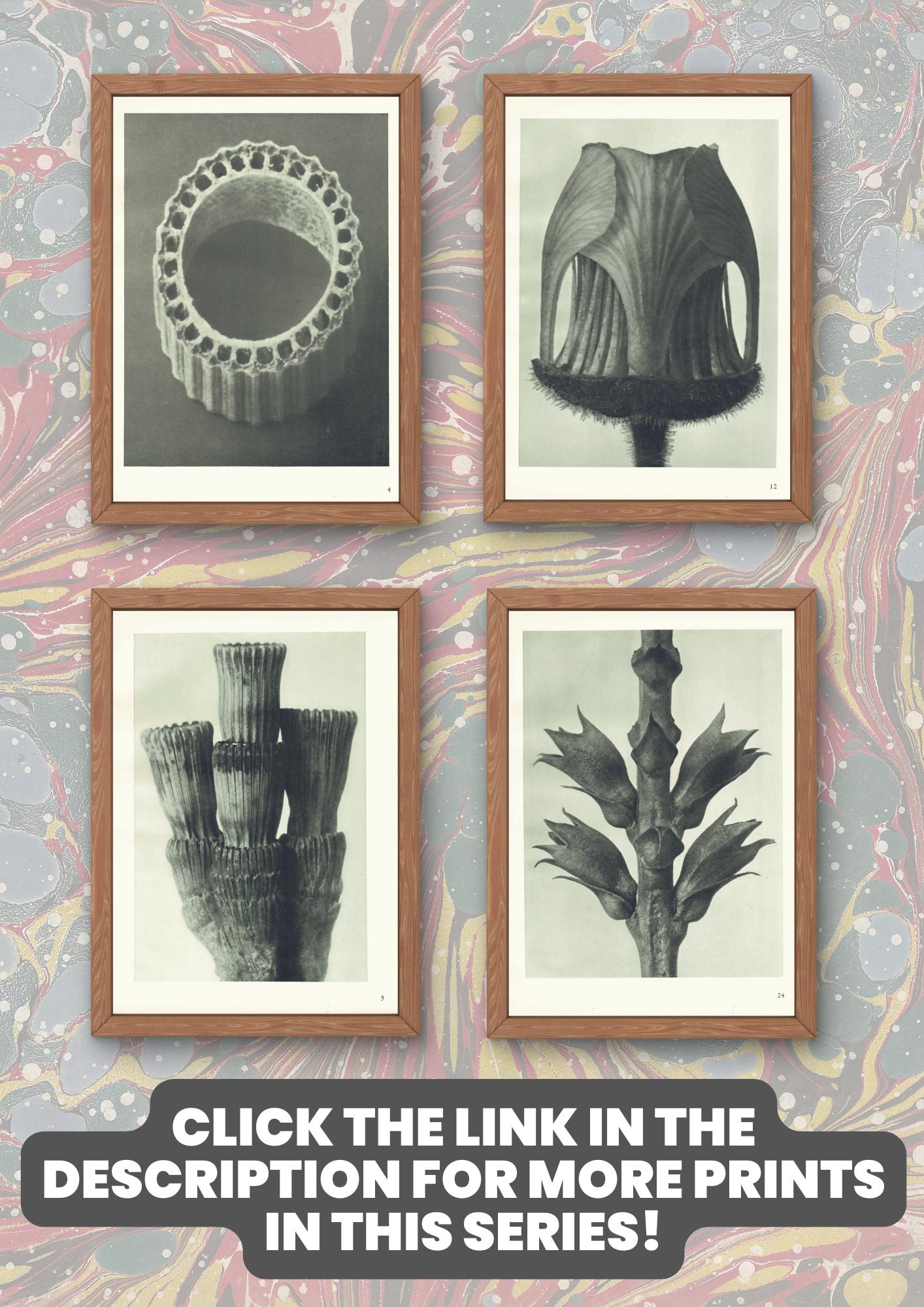 1929 Karl Blossfeldt Print - HART'S TONGUE FERN - Abstract Photogravure - Plant Tree - Botanical Wall Art - 9.5 x 12 Inch