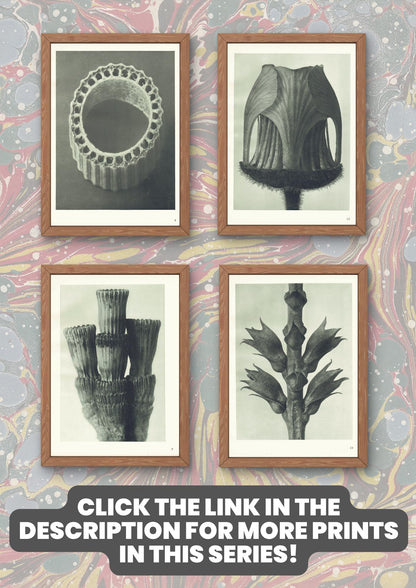 1929 Karl Blossfeldt Print - HART'S TONGUE FERN - Abstract Photogravure - Plant Tree - Botanical Wall Art - 9.5 x 12 Inch