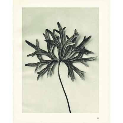 1929 Karl Blossfeldt Print - ACONITE MONKSHOOD LEAF - Abstract Photogravure - Plant Tree - Botanical Wall Art - 9.5 x 12 Inch