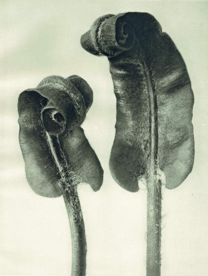 1929 Karl Blossfeldt Print - HART'S TONGUE FERN - Abstract Photogravure - Plant Tree - Botanical Wall Art - 9.5 x 12 Inch