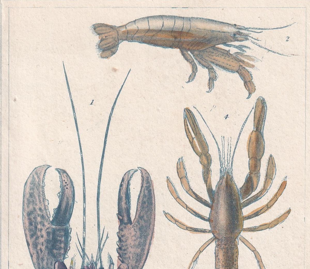 1834 LOBSTER Print - Hand-Coloured Antique Copper Engraving - Cuvier - Animal Wall Art - Sea Life Gift Decor - Ocean - 5.3 x 8.2 Inches