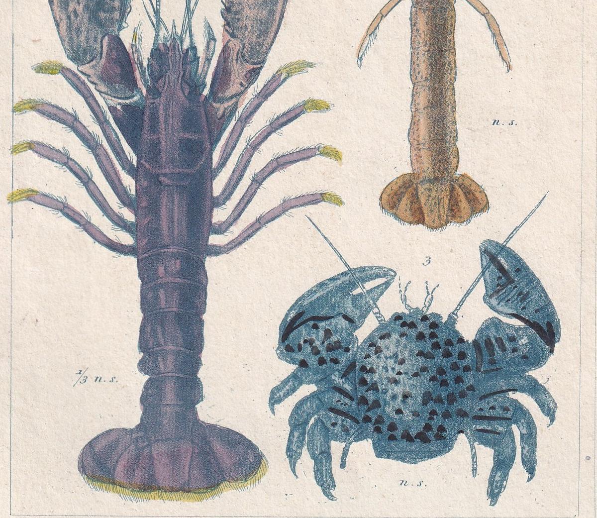 1834 LOBSTER Print - Hand-Coloured Antique Copper Engraving - Cuvier - Animal Wall Art - Sea Life Gift Decor - Ocean - 5.3 x 8.2 Inches