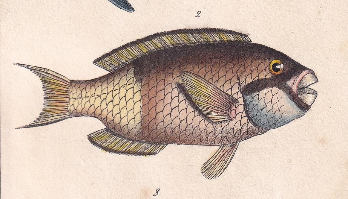 1834 PARROTFISH Fish Print - Hand-Coloured Antique Print - Lacepede - Fish Wall Art - Animal Gift Decor - 5.8 x 8.9 Inches