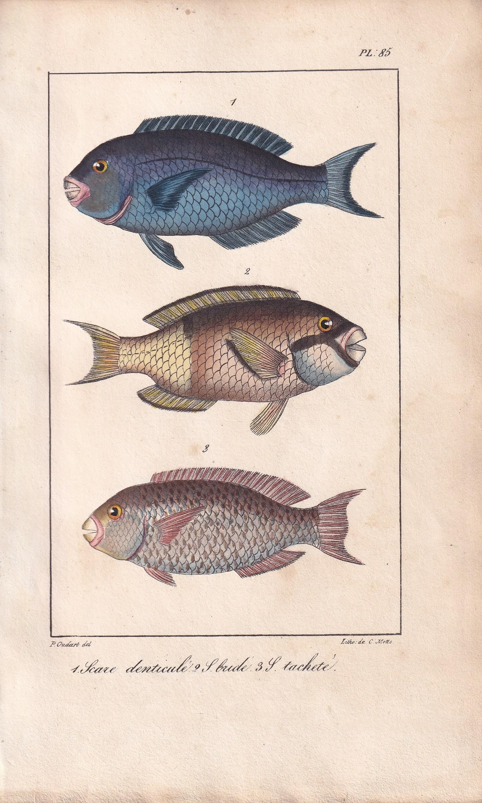 1834 PARROTFISH Fish Print - Hand-Coloured Antique Print - Lacepede - Fish Wall Art - Animal Gift Decor - 5.8 x 8.9 Inches