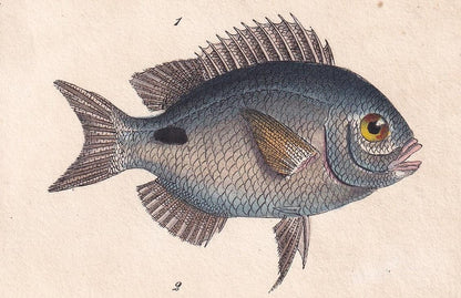 1834 SEA BREAM & SNAPPER Fish Print - Hand-Coloured Antique Print - Lacepede - Fish Wall Art - Animal Gift Decor - 5.8 x 8.9 Inches