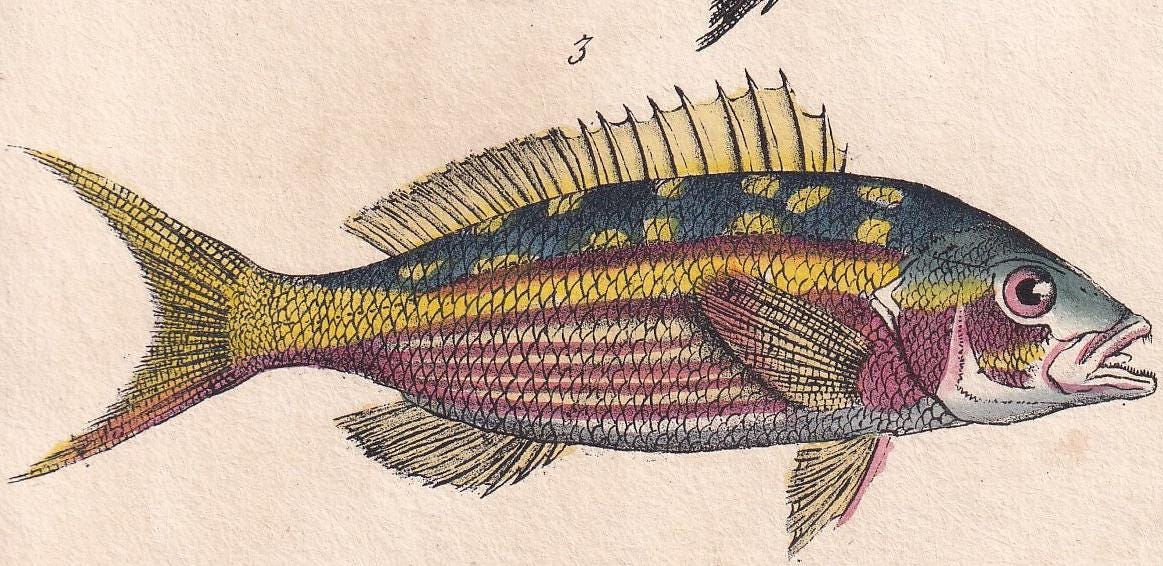 1834 SEA BREAM & SNAPPER Fish Print - Hand-Coloured Antique Print - Lacepede - Fish Wall Art - Animal Gift Decor - 5.8 x 8.9 Inches