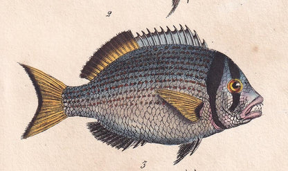 1834 SEA BREAM & SNAPPER Fish Print - Hand-Coloured Antique Print - Lacepede - Fish Wall Art - Animal Gift Decor - 5.8 x 8.9 Inches
