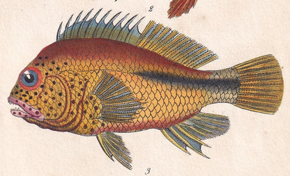 1834 SEA BREAM & TRIPLETAIL Fish Print - Hand-Coloured Antique Print - Lacepede - Fish Wall Art - Animal Gift Decor - 5.8 x 8.9 Inches