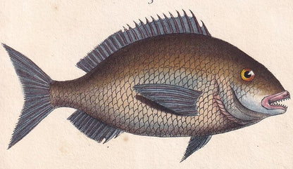 1834 SEA BREAM & TRIPLETAIL Fish Print - Hand-Coloured Antique Print - Lacepede - Fish Wall Art - Animal Gift Decor - 5.8 x 8.9 Inches
