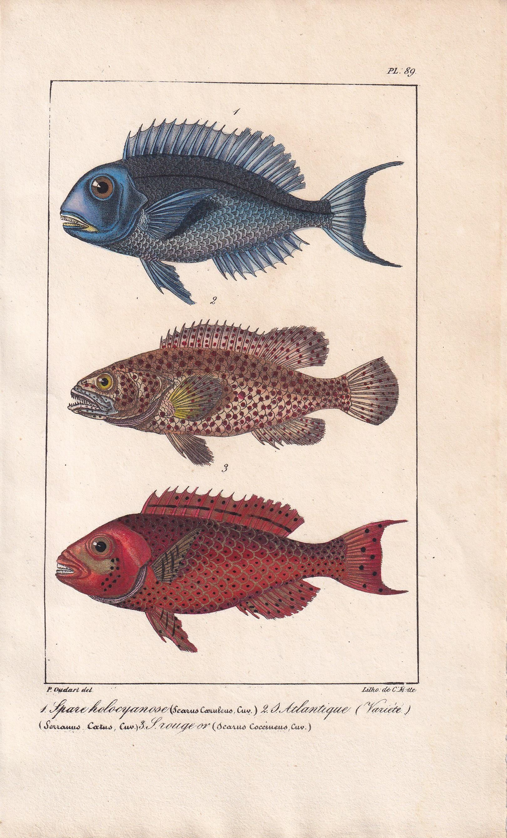 1834 BLUE PARROTFISH & PARROTFISH Fish Print - Hand-Coloured Antique Print - Lacepede - Fish Wall Art - Animal Gift Decor - 5.8 x 8.9 Inches